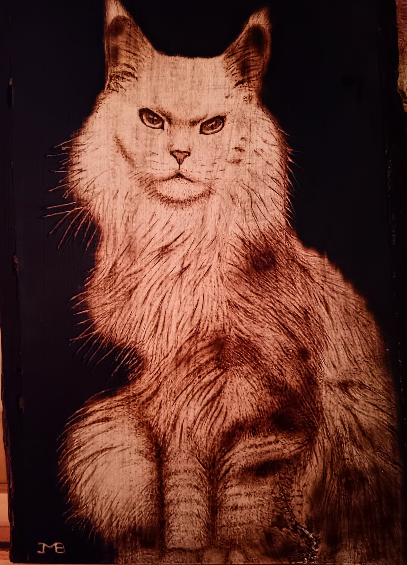 MAINE COON, bois de poirier